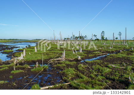 北海道・根室春国岱の立ち枯れたトドワラ林と湿原風景 133142901