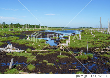 北海道・根室春国岱の立ち枯れたトドワラ林と湿原風景 133142904