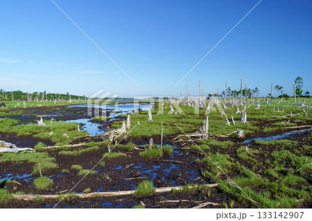 北海道・根室春国岱の立ち枯れたトドワラ林と湿原風景 133142907