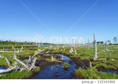 北海道・根室春国岱の立ち枯れたトドワラ林と湿原風景 133142908
