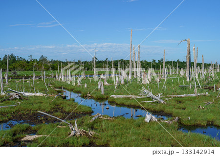 北海道・根室春国岱の立ち枯れたトドワラ林と湿原風景 133142914