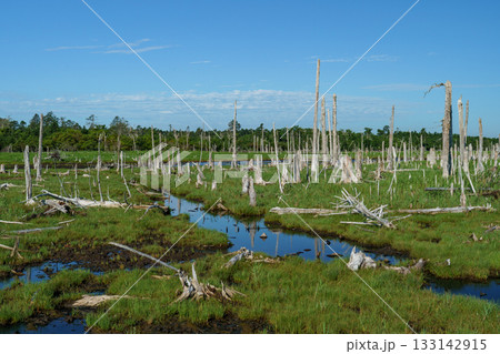 北海道・根室春国岱の立ち枯れたトドワラ林と湿原風景 133142915