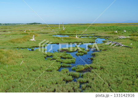 北海道・根室春国岱の立ち枯れたトドワラ林と湿原風景 133142916