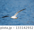 Flying Seagull, 青い海を背景に飛ぶカモメ 133142932