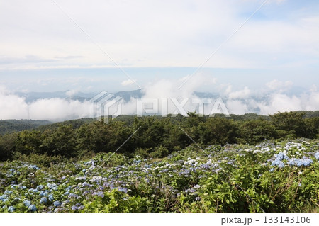 霧かかる山麓と色鮮やかなあじさいの丘 133143106