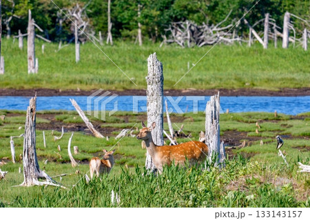 北海道・根室春国岱の湿原のエゾシカ(学名 Cervus nippon yesoensis) 北海道・根室春国岱の湿原のエゾシカ(学名 Cervus nippon yesoensis) 133143157