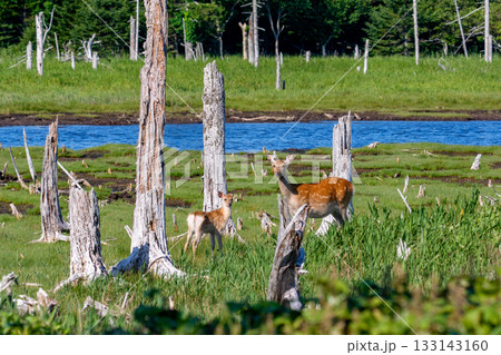 北海道・根室春国岱の湿原のエゾシカ（学名 Cervus nippon yesoensis） 133143160