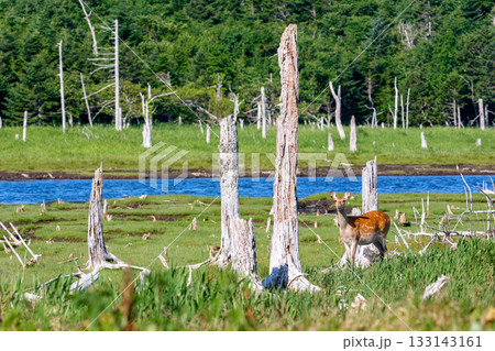 北海道・根室春国岱の湿原のエゾシカ(学名 Cervus nippon yesoensis) 北海道・根室春国岱の湿原のエゾシカ(学名 Cervus nippon yesoensis) 133143161