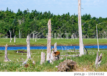 北海道・根室春国岱の湿原のエゾシカ（学名 Cervus nippon yesoensis） 133143162