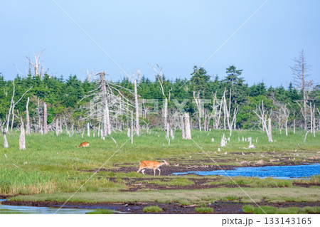 北海道・根室春国岱の湿原のエゾシカ(学名 Cervus nippon yesoensis) 北海道・根室春国岱の湿原のエゾシカ(学名 Cervus nippon yesoensis) 133143165