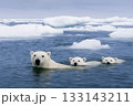 海で泳ぐ北極熊 133143211