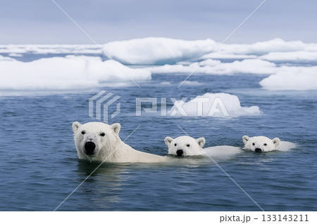 海で泳ぐ北極熊 133143211