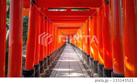 朱色の京都千本鳥居が無数に連なる参道をまっすぐに見通した一枚。差し込む光がきらきらと揺れている 133143521