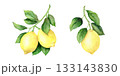 Watercolor set of lemon branches with fruits and leaves, tropical fruit. The illustration is hand-drawn, isolated on a white background. For design, print. 133143830
