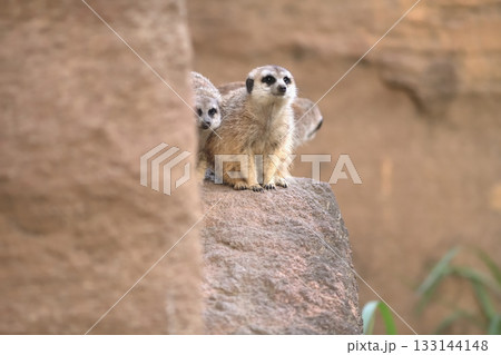 三匹で巣から出てきたミーアキャット 三匹で巣から出てきたミーアキャット 133144148