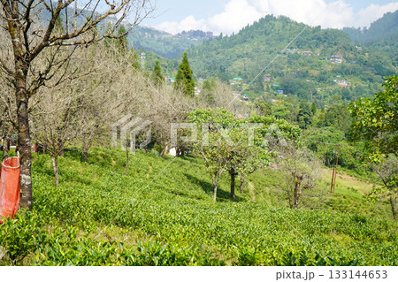 Lush green tea garden landscape in Kalimpong hills under bright sky 133144653