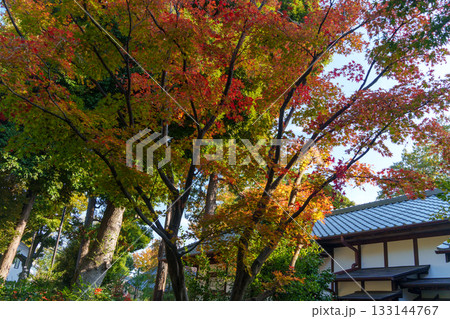 荻外荘の紅葉 133144767
