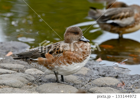 ヒドリガモのメス 133144972