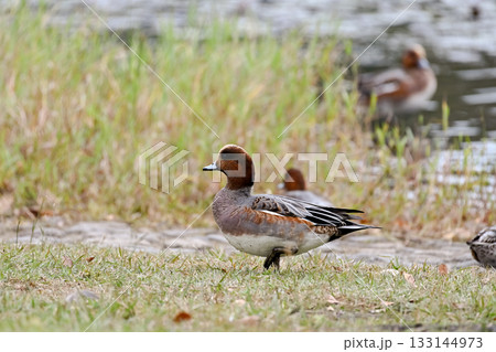 ヒドリガモ 133144973