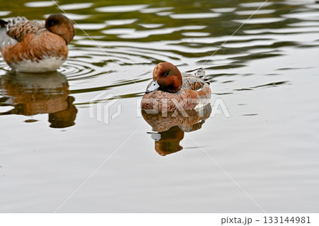ヒドリガモ ヒドリガモ 133144981