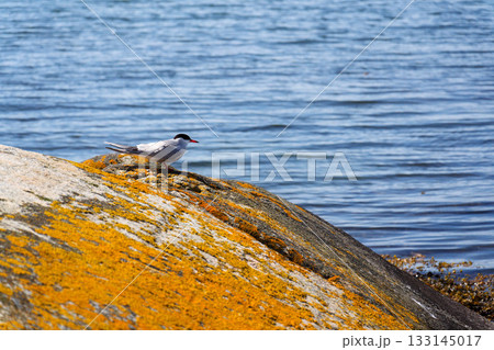 The Artic tern bird with rocks of Saltholmen peninsula on shore of Alvsborgsfjorden harbour, Alvsborg district, sunny day, Gothenburg, Sweden 133145017