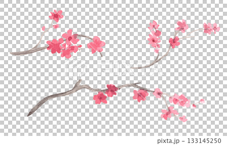 Sakura branches. Watercolor handmade collection of sakura. Delicate illustrations for fabric, wallpaper, greeting cards, design, decoration and illustration. 133145250