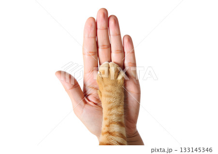 Ginger cat's paw resting in human hand, isolated on transparent background, symbolizing trust, friendship, the special bond between pets and their owners 133145346