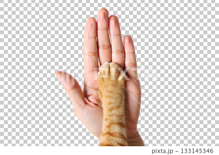 Ginger cat's paw resting in human hand, isolated on transparent background, symbolizing trust, friendship, the special bond between pets and their owners 133145346
