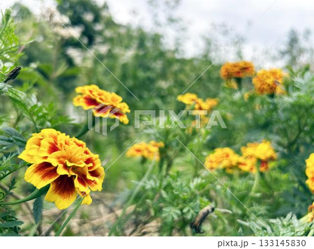 公園の花壇に咲くマリーゴールド 公園の花壇に咲くマリーゴールド 133145830