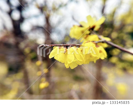 奥ゆかしさを感じるロウバイの花 奥ゆかしさを感じるロウバイの花 133145835