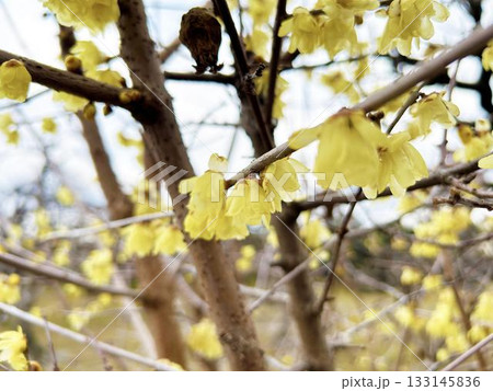 咲き乱れるロウバイの花 咲き乱れるロウバイの花 133145836