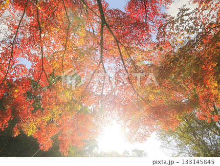 陽光に照らされる紅葉 133145845
