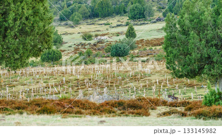 Sad Hill Cemetery in Spain. Tourist place Sad Hill Cemetery in Spain. Tourist place 133145982