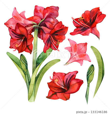 Watercolor illustration of a red amaryllis flower a classic Christmas bloom symbolizing beauty and celebration. Perfect for holiday cards, floral prints, wedding design, and festive decor. 133146186