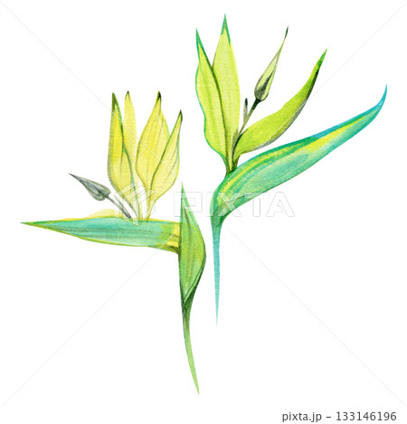 Watercolor illustration of two strelitzia flowers the tropical symbol of Los Angeles. Elegant botanical artwork perfect for exotic prints, floral design, and natural decor. 133146196