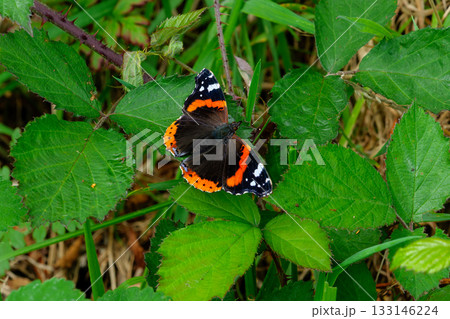 High-resolution image highlighting the butterfly's unique wing markings. 133146224