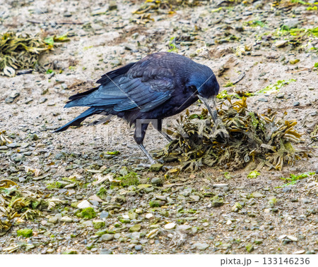 Crow seeks food in beach seaweed at low tide on a cloudy day in summer. Crow seeks food in beach seaweed at low tide on a cloudy day in summer. 133146236
