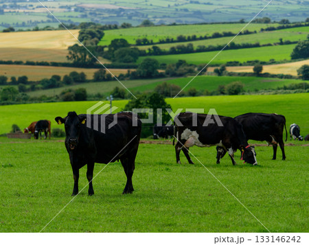 Black cows graze in lush green field in rural West Cork, Ireland on a sunny day. 133146242