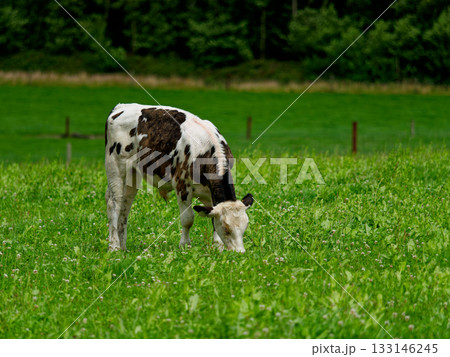 A cow with black and white markings is grazing peacefully in a vibrant green field. The serene scene unfolds in West Cork, Ireland. 133146245