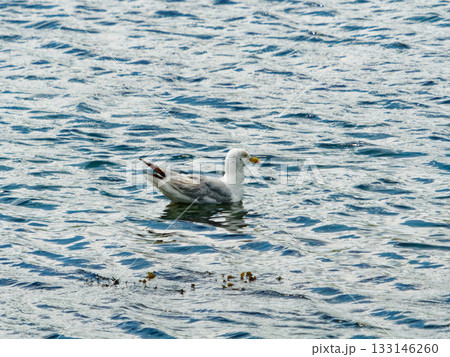 Seagull calmly floats on the wavy waters of Lake. 133146260