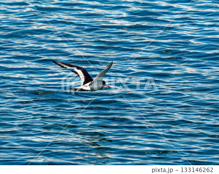A black-and-white oystercatcher flies low above the water. Its wings are fully spread as it flies. The sea is blue and covered in small ripples. A black-and-white oystercatcher flies low above the water. Its wings are fully spread as it flies. The sea is blue and covered in small ripples. 133146262