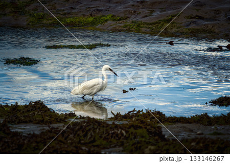 Little egret wading in shallow water near a muddy bank covered with green algae. 133146267