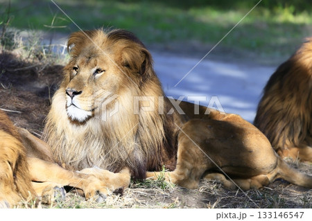 ライオン 133146547