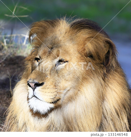 ライオン 133146548