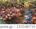 沢の両側に溜まったもみじの落ち葉 133146710