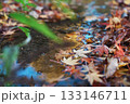水に浮かぶ紅葉したもみじの落ち葉 133146711