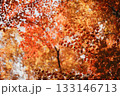 空を埋め尽くす赤く紅葉したもみじ 133146713