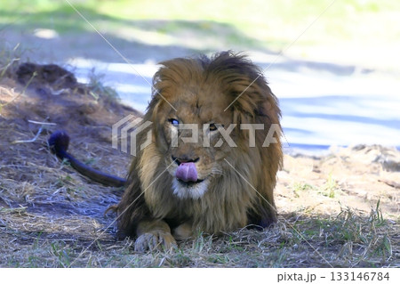 ライオン 133146784