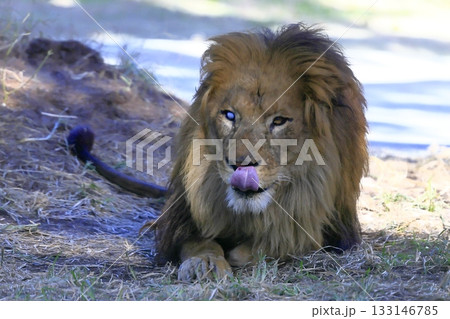 ライオン ライオン 133146785