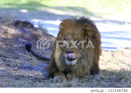 ライオン 133146786